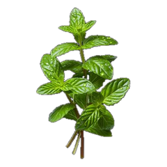 Mint Punch